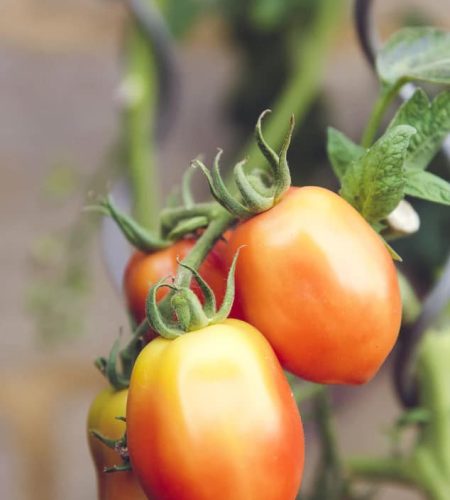 A propos farming04 free img
